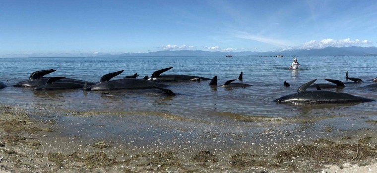 AFP-Getty_NZEALAND-ANIMAL-WHALES-CONSERVATION1-760x350