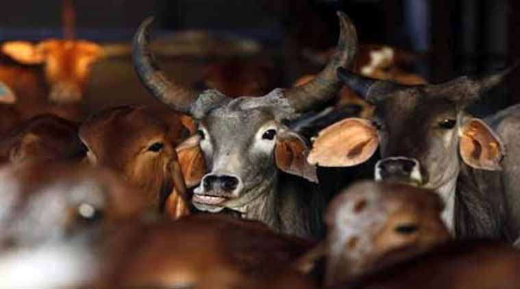 Human cost of India’s meat ‘ban’