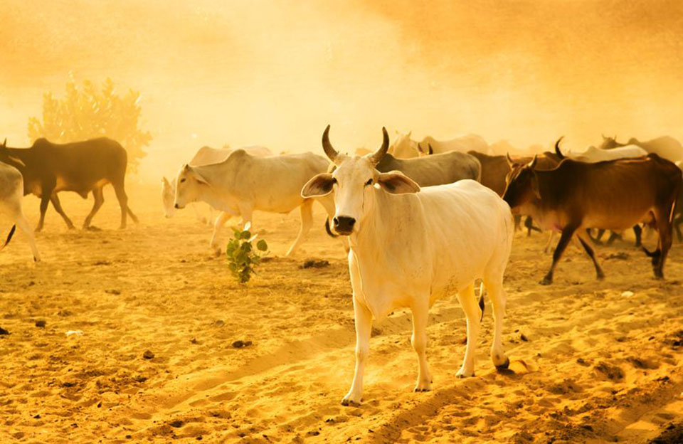 India cattle