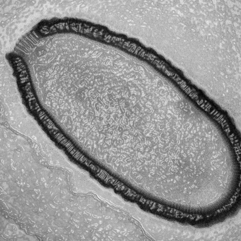 pithovirus-section