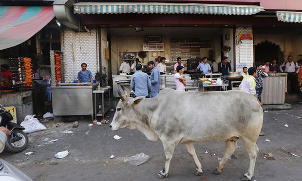 hindu cows