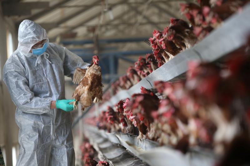 First ever human case of H7N4