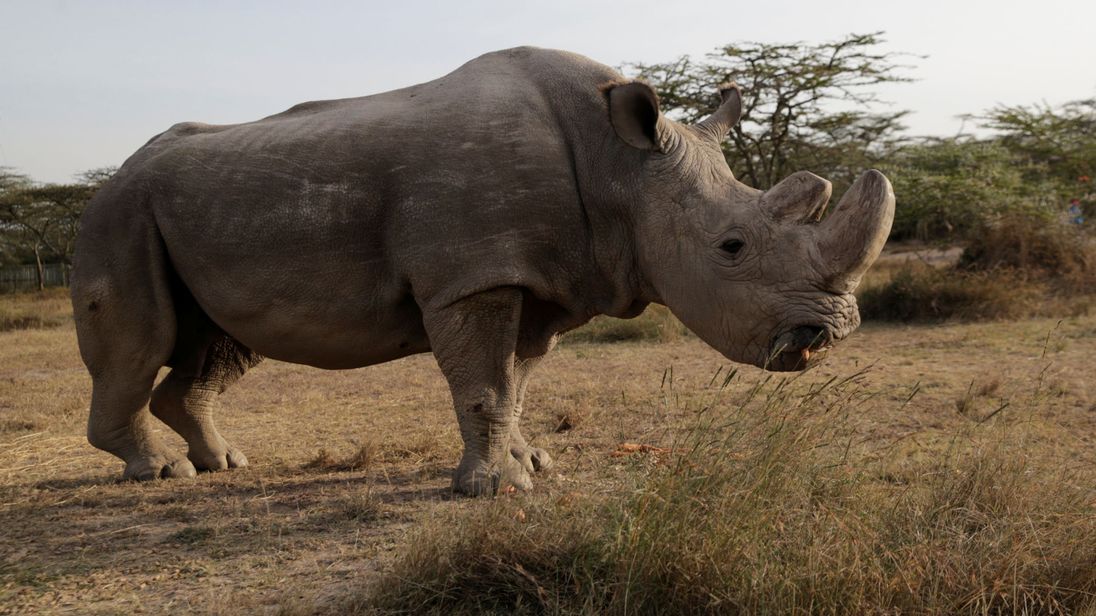 The last white rhino