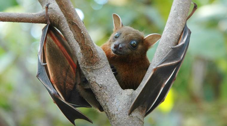 Nipah virus outbreak in India