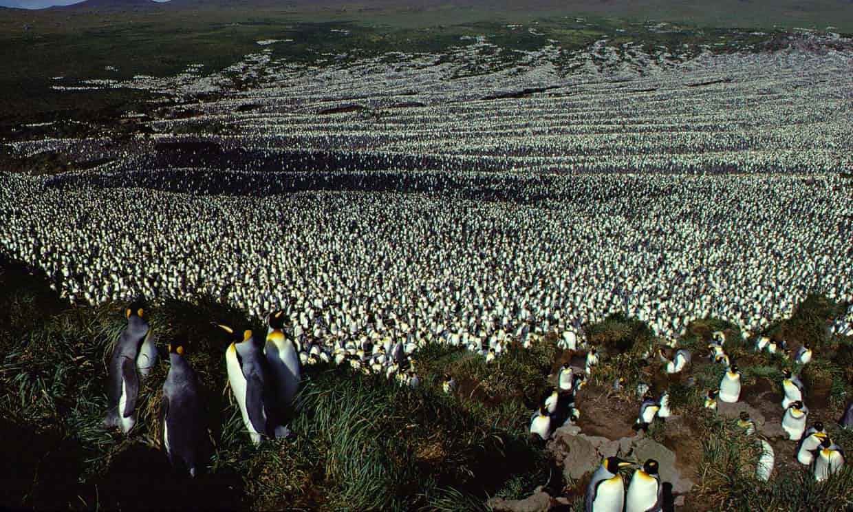 Penguin population shrinks by 90%