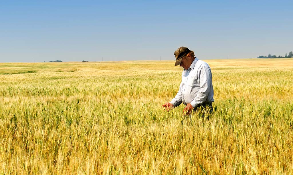 c150_192_banner_1wheat