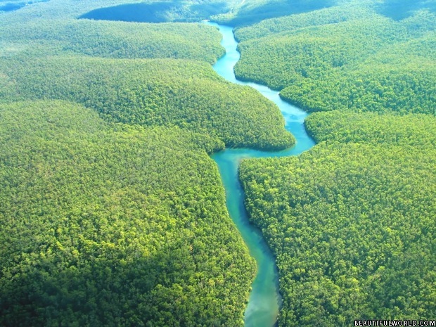 amazon-rainforest