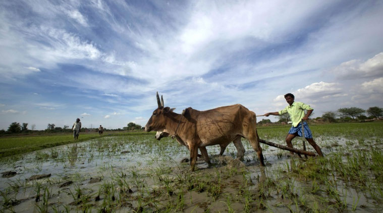 Monsoon rainfall predicted below average