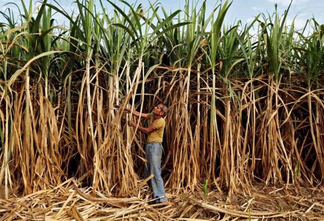 India to export raw sugar