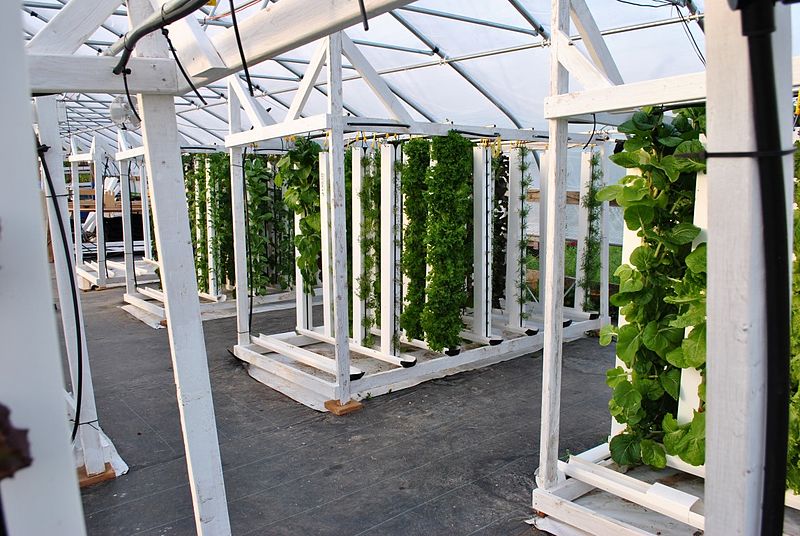 Hydroponic_vertical_farm